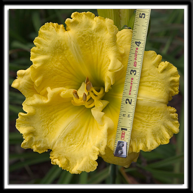 Daylily Supersonic Blond Alternate Image